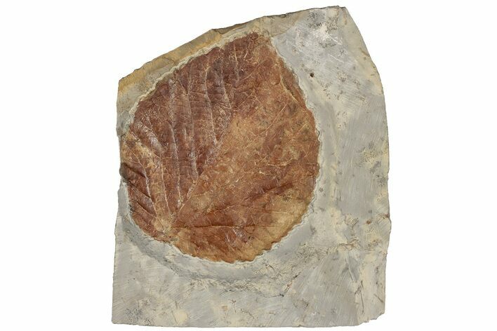 Fossil Leaf (Davidia) - Montana #199660
